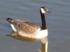 Canada Goose